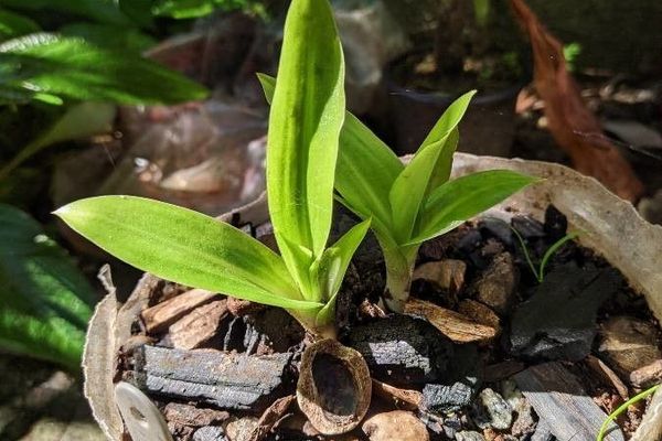 Scarlet beak lady orchid