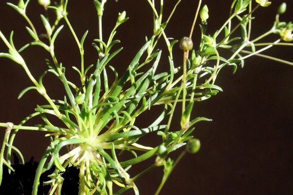 Annual pearlwort