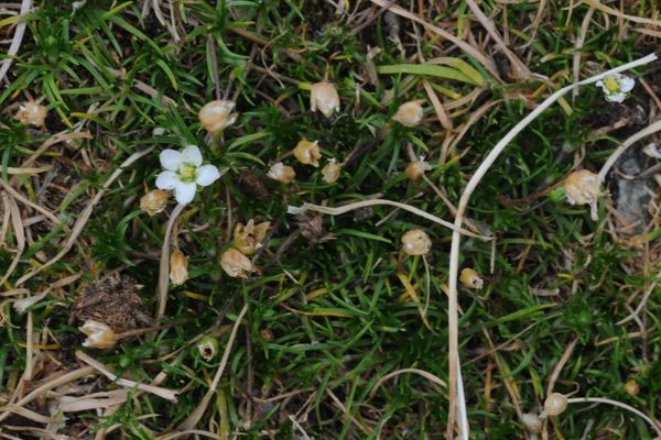 Sagina glabra