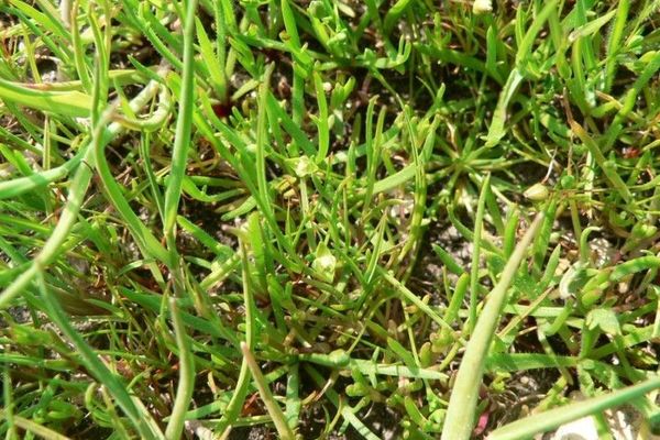 Sea pearlwort