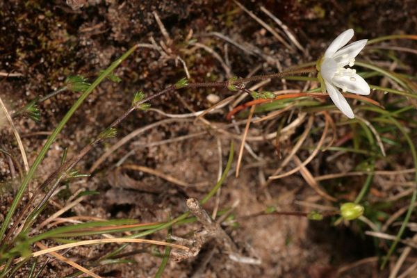 Knotted pearlwort