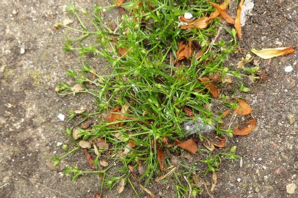 Bird-eye pearlwort