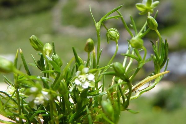 Alpine pearlwort