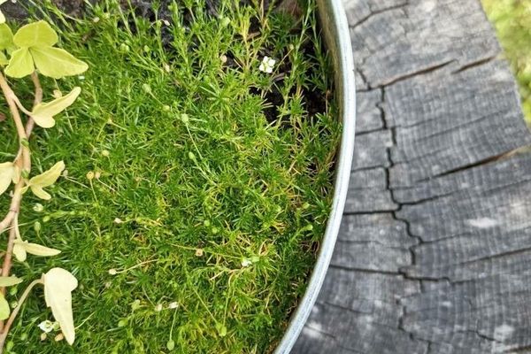 Awl-leaf pearlwort