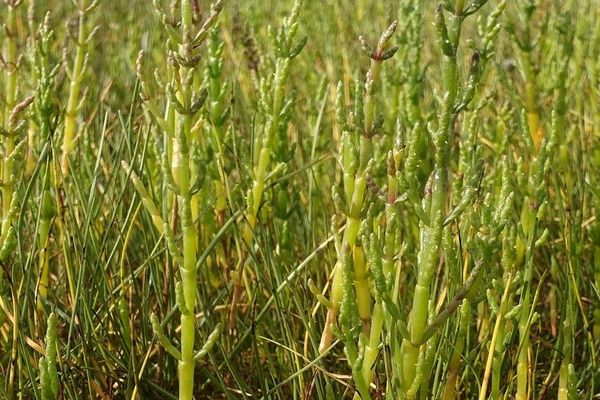 Common glasswort