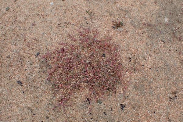 Long-spiked glasswort