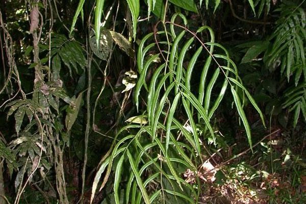 Salpichlaena volubilis
