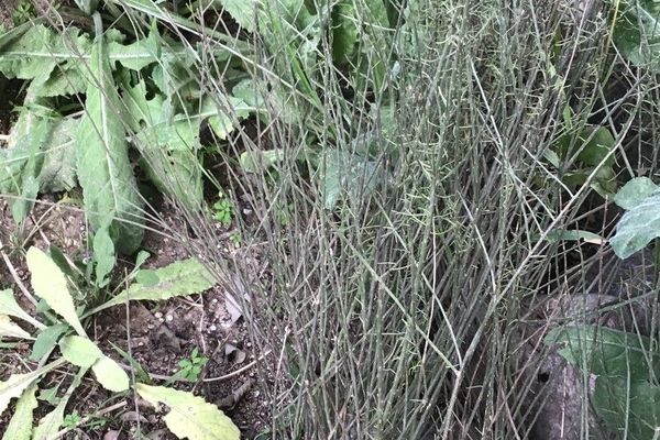 Salsola genistoides