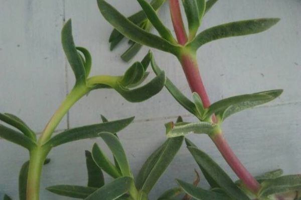 Oppositeleaf russian thistle