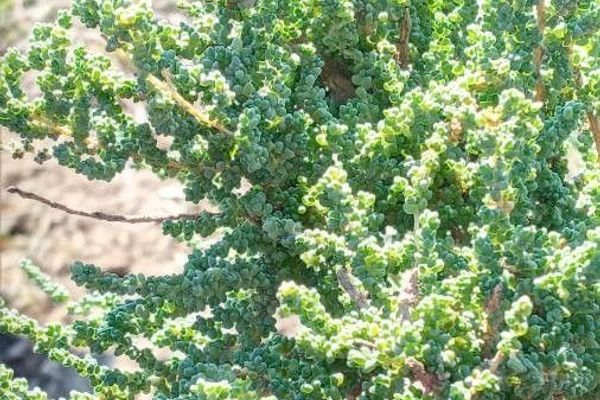 Mediterranean saltwort