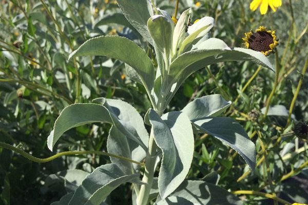 White sage