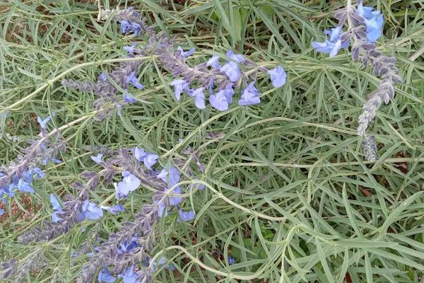 Azure blue sage