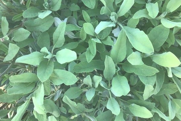 Salvia blancoana