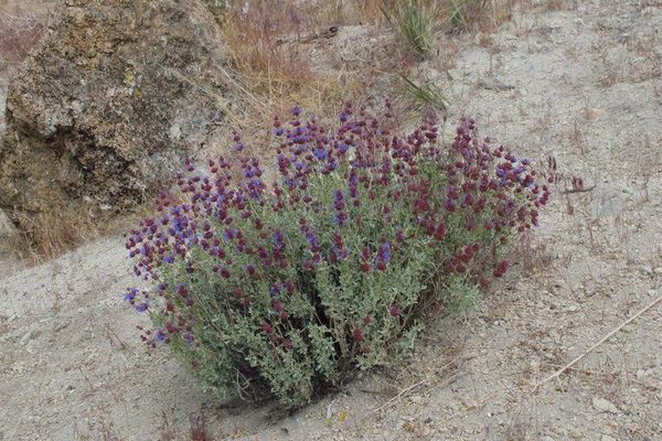 Purple sage