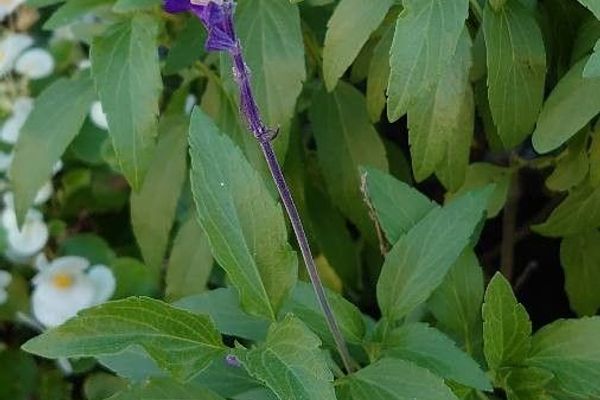 Mealy sage