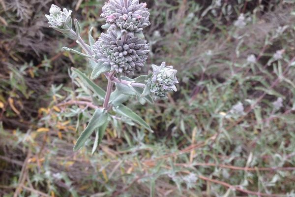 Purple sage