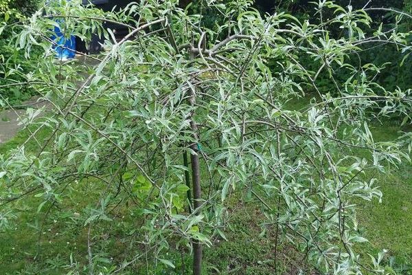Black sage