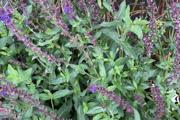 Woodland sage