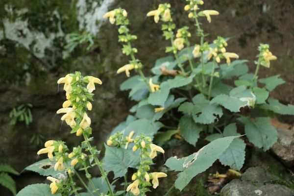Salvia nipponica