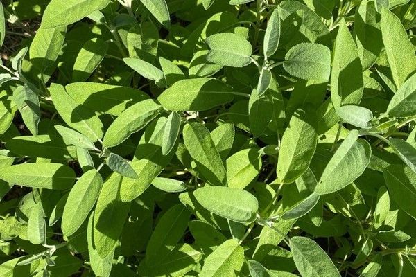 Sage