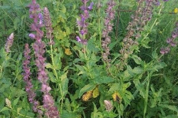 Meadow clary