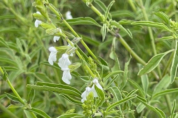 Rocky mountain sage