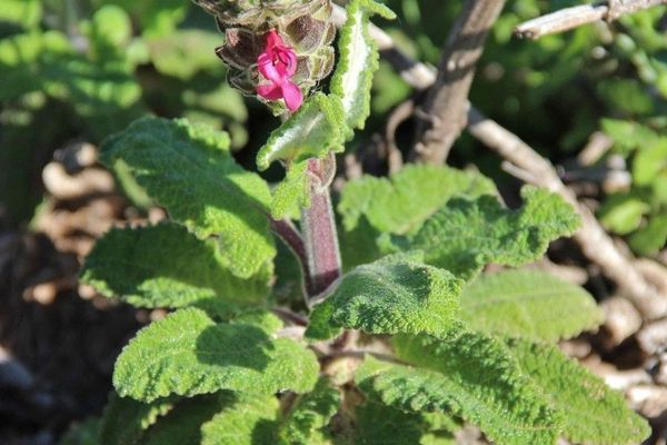 Hummingbird sage