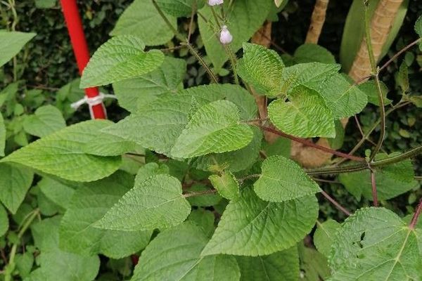 Lindenleaf sage