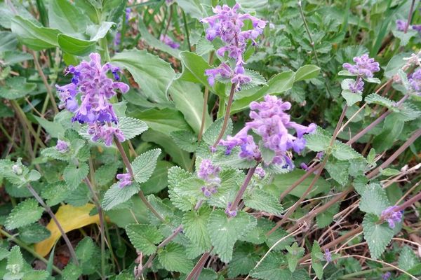 Lilac sage