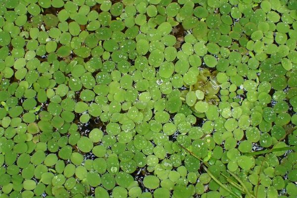 Water spangles