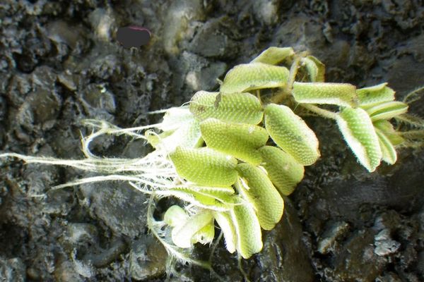 Floating watermoss