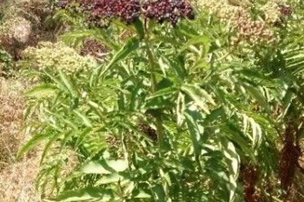 Danewort