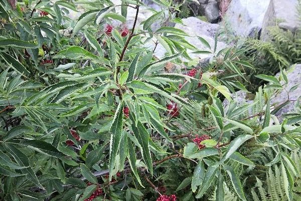 Red-berry elder
