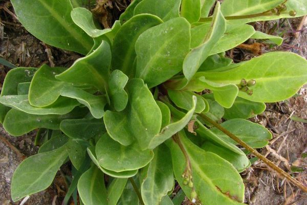 Limewater brookweed