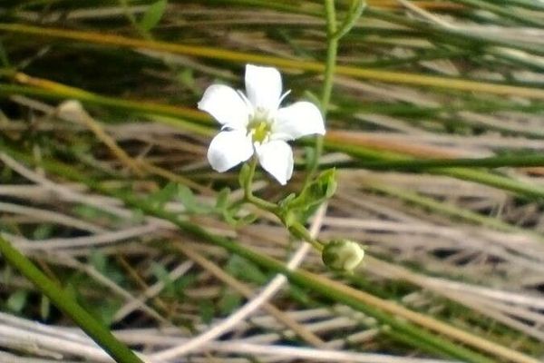 Samolus repens