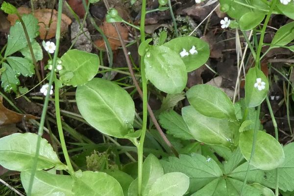 Brookweed