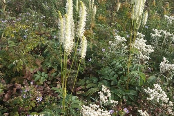 White burnet
