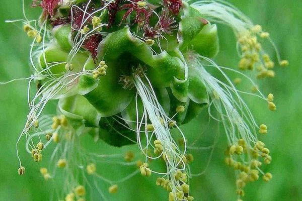 Garden burnet