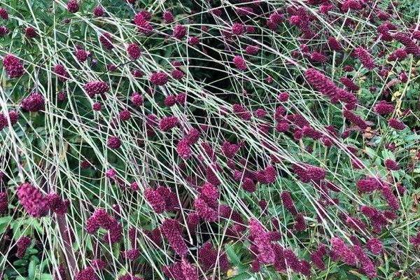 Burnet bloodwort