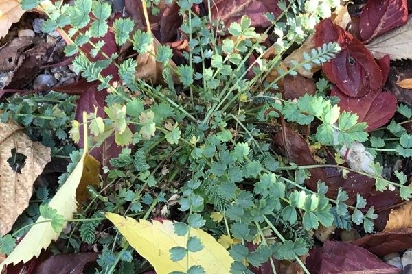Salad burnet