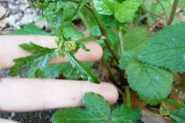 Western snakeroot