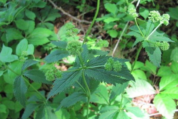 Black snakeroot