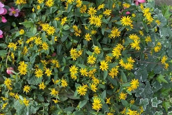 Mexican creeping-zinnia