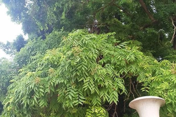 Wing-leaf soapberry