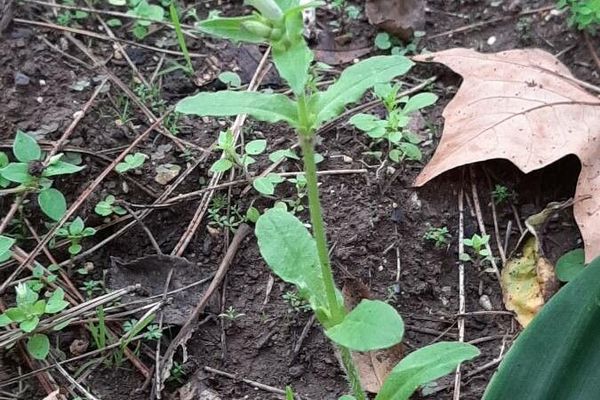 Rock soapwort