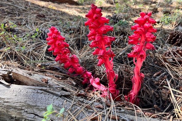Snowplant