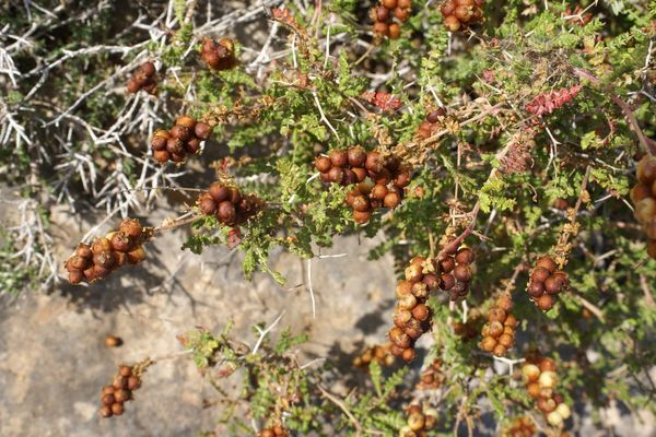 Thorny burnet