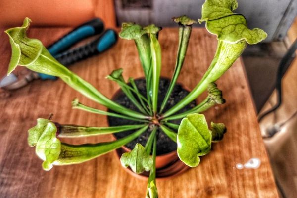 Yellow pitcherplant