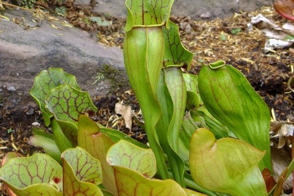 Common pitcherplant