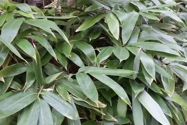 Palmata bamboo